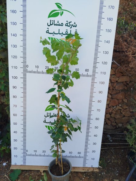 عنب